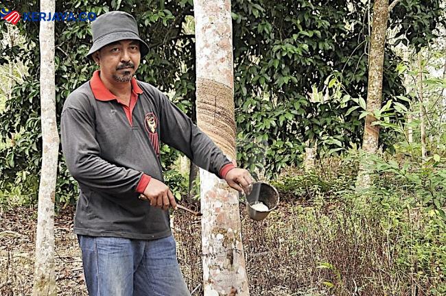 RISDA Beri RM300 Bantuan Khas Pada Pekebun Kecil. Mohon Sekarang 