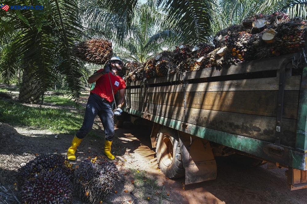RM3000 Sebulan, Kerja Ladang Kini Tawarkan Gaji Lumayan Untuk Rakyat Tempatan