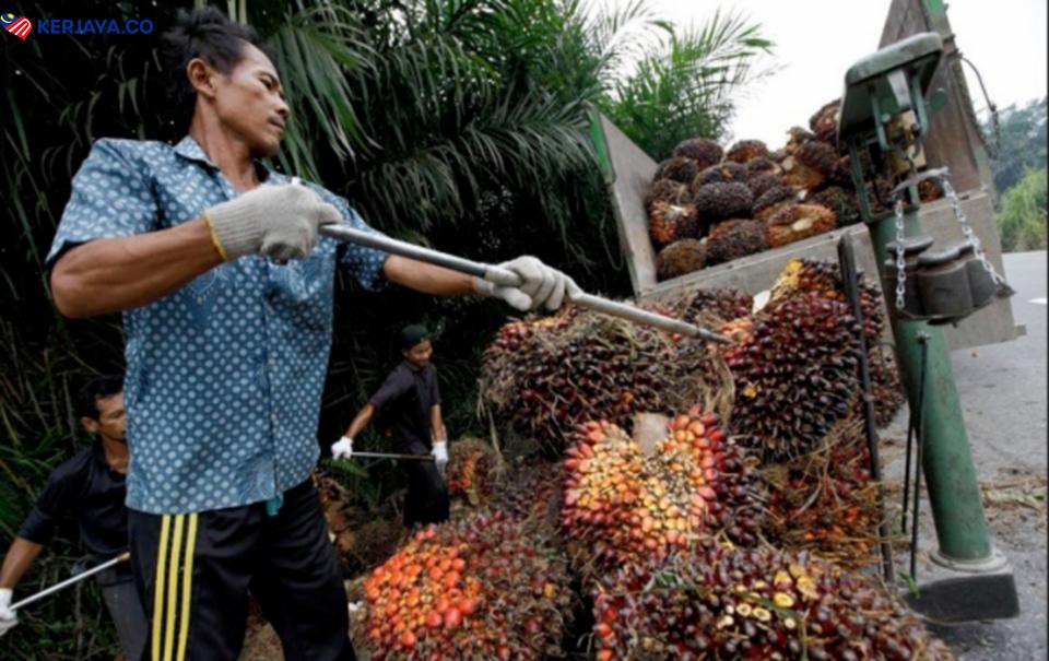 RM3000 Sebulan, Kerja Ladang Kini Tawarkan Gaji Lumayan Untuk Rakyat Tempatan