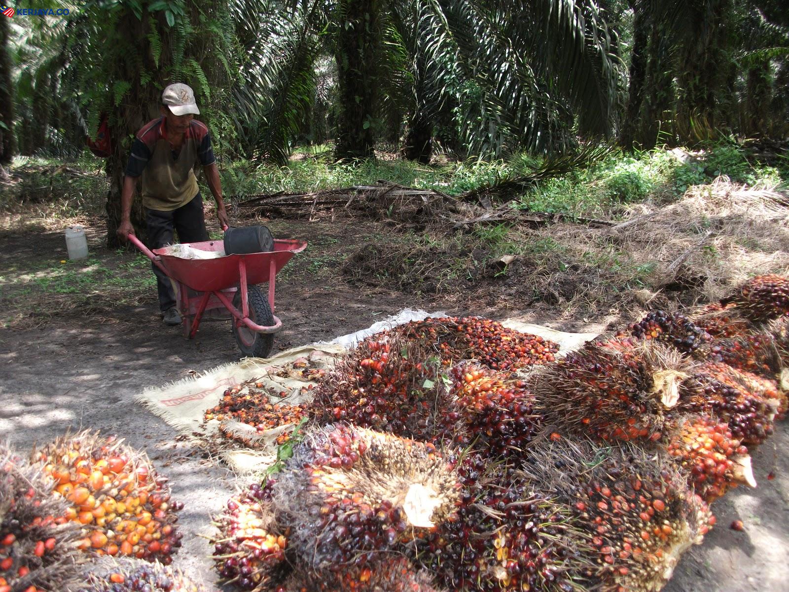 RM3000 Sebulan, Kerja Ladang Kini Tawarkan Gaji Lumayan Untuk Rakyat Tempatan