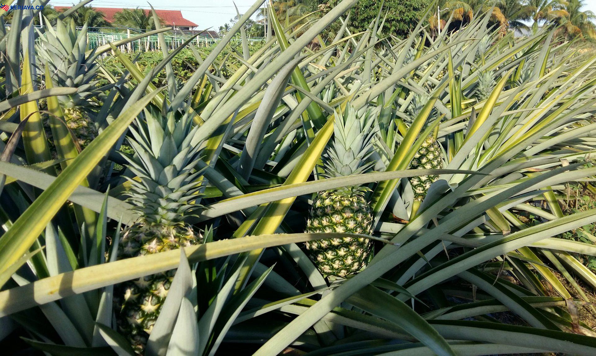 Tawaran Pelantikan Peserta Agropreneur Muda Di Tapak Projek Bahagian Pembangunan Teknologi Nanas. Mohon Segera