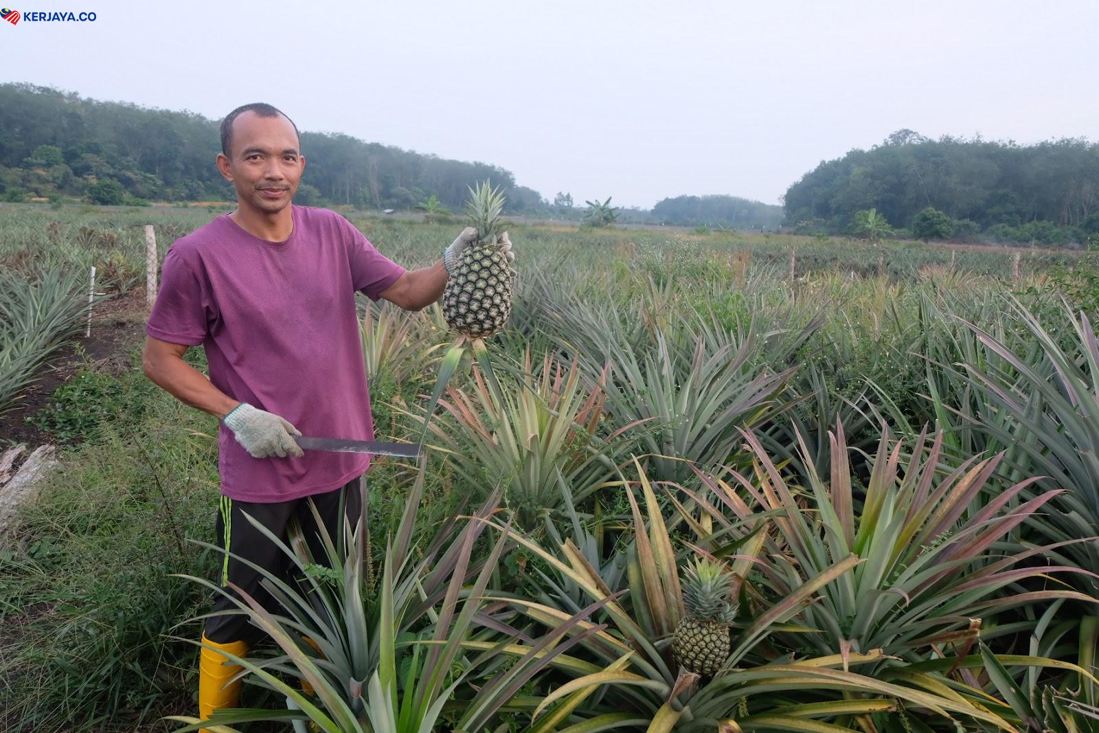 Tawaran Pelantikan Peserta Agropreneur Muda Di Tapak Projek Bahagian Pembangunan Teknologi Nanas. Mohon Segera
